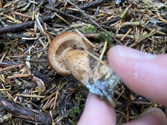 Tricholoma fulvum
