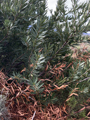 Brabejum stellatifolium