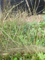 Digitaria sanguinalis