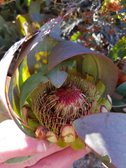 Protea recondita
