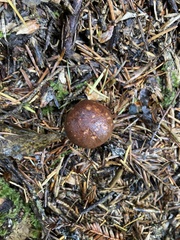 Tricholoma fulvum