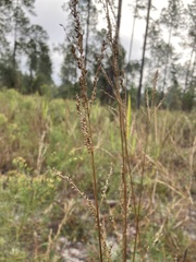 Coleataenia rigidula