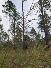 Coleataenia rigidula