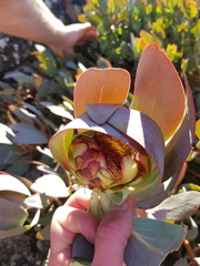 Protea recondita