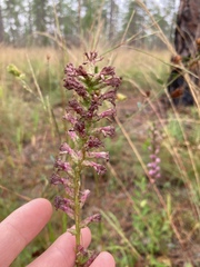 Liatris spicata