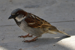 Passer domesticus balearoibericus