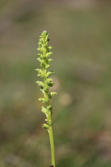 Microtis parviflora