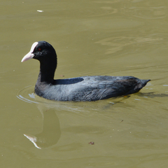 Fulica atra atra