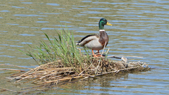 Anas platyrhynchos platyrhynchos