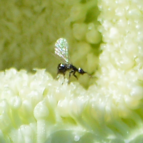 Agaonid wasp