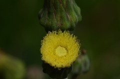 Sonchus wilmsii