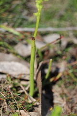 Microtis parviflora