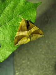 Bastilla fulvotaenia