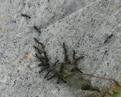 Leptogenys diminuta