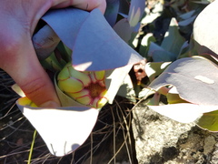 Protea recondita