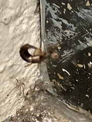 Forficula auricularia
