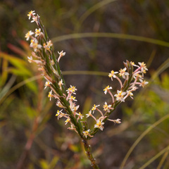 Struthiola ciliata