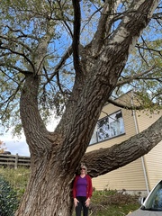 Populus