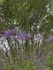 Dichrostachys
