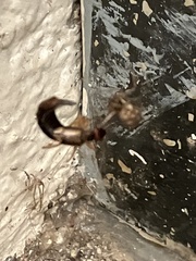 Forficula auricularia