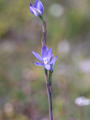 Thelymitra aristata