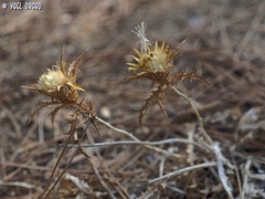 Carlina libanotica