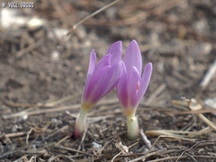 Colchicum stevenii