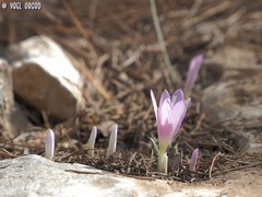 Colchicum stevenii