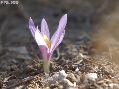 Colchicum stevenii