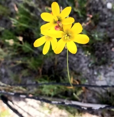 Ixia sarmentosa
