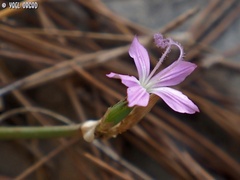 Dianthus strictus