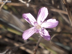Dianthus strictus
