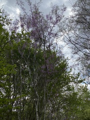Dichrostachys