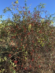 Rosa canina