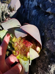 Protea recondita