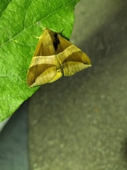 Bastilla fulvotaenia