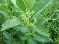 Vangueria venosa