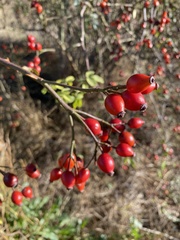 Rosa canina