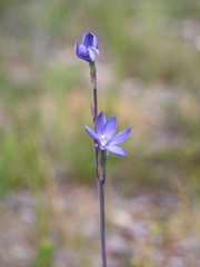 Thelymitra aristata