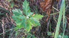 Artemisia vulgaris