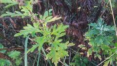 Artemisia vulgaris