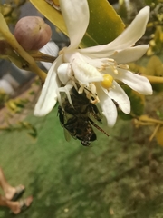 Apis mellifera scutellata