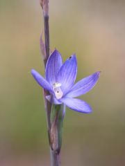 Thelymitra aristata