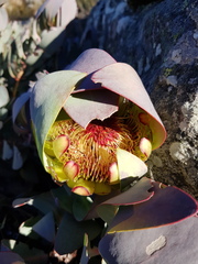 Protea recondita