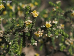 Thymelaea hirsuta
