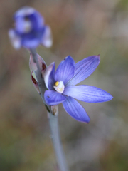 Thelymitra aristata
