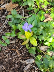 Vinca minor