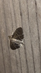 Pilocrocis ramentalis