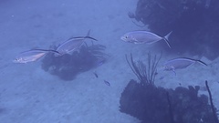 Caranx ruber