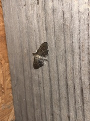 Pilocrocis ramentalis
